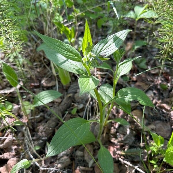 Mertensia paniculata Yaprak