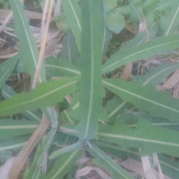 Sonchus maritimus 葉