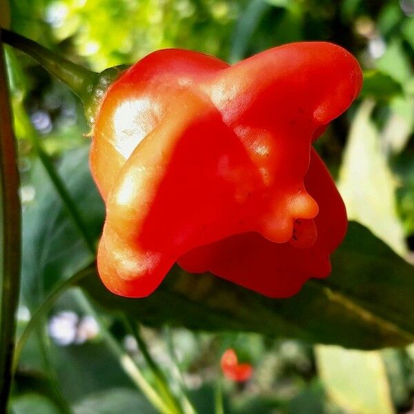 Capsicum baccatum Froito