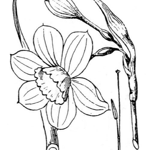 Narcissus × odorus Máis