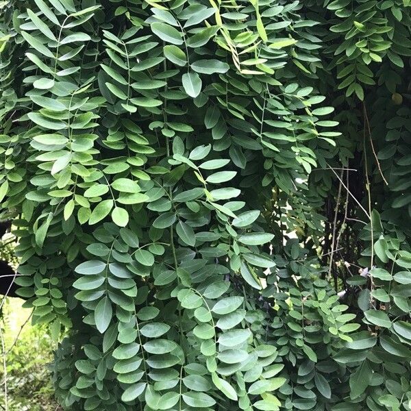 Sophora japonica Fulla