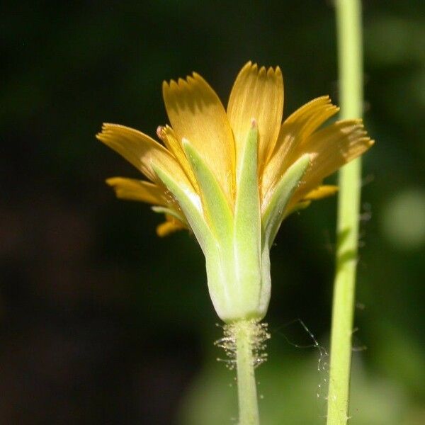 Krigia virginica Cvet