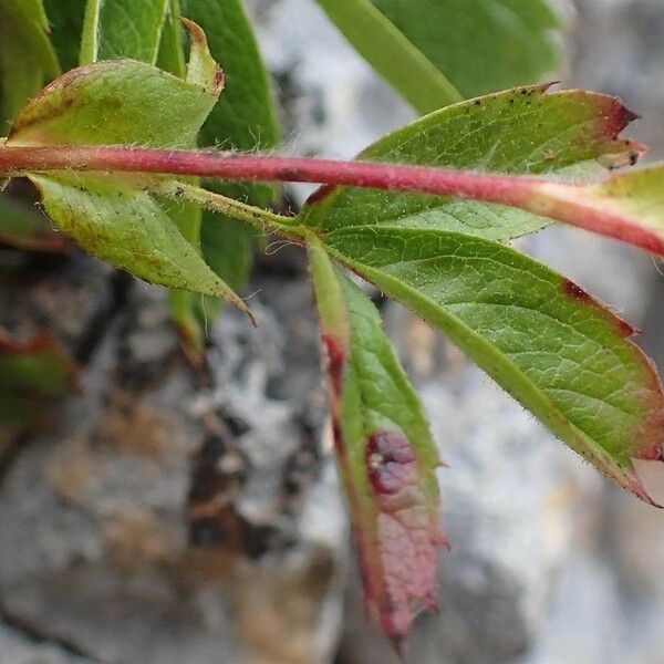 Potentilla caulescens পাতা