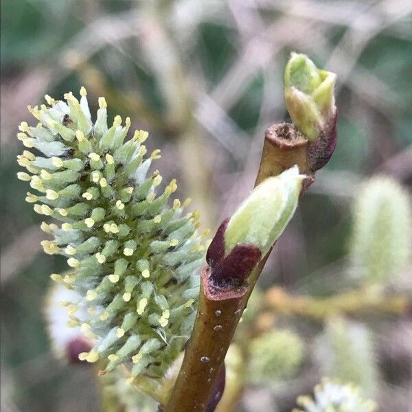 Salix atrocinerea 花