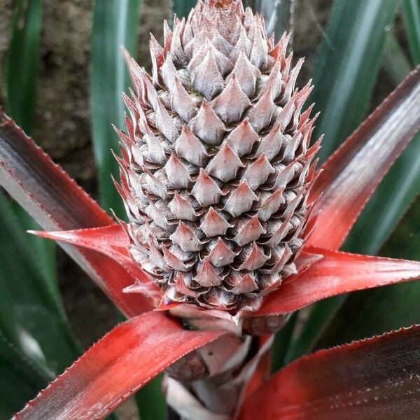 Ananas comosus Frucht