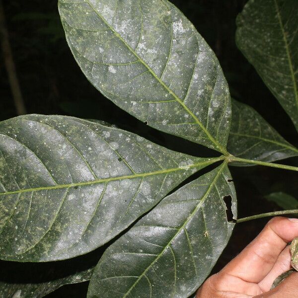 Angostura granulosa 葉