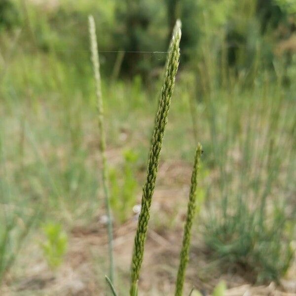 Sporobolus indicus Frugt