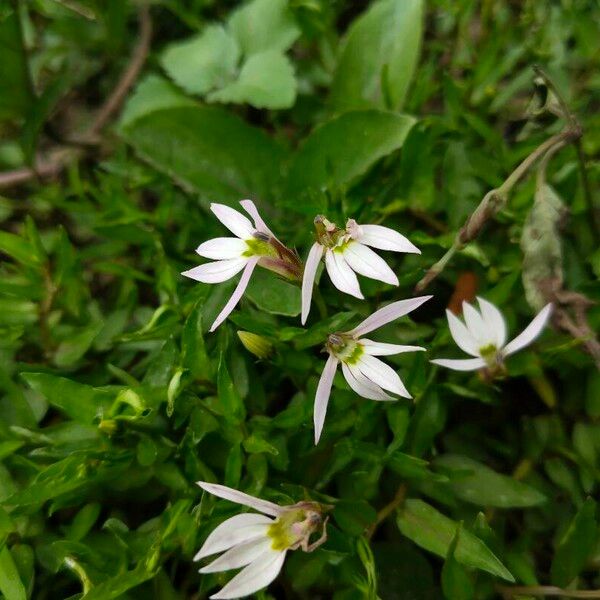 Lobelia chinensis Flor