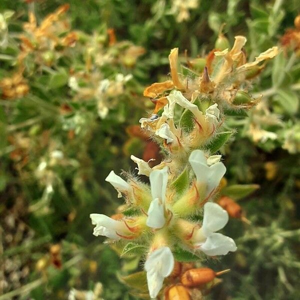 Dorycnium hirsutum Flower