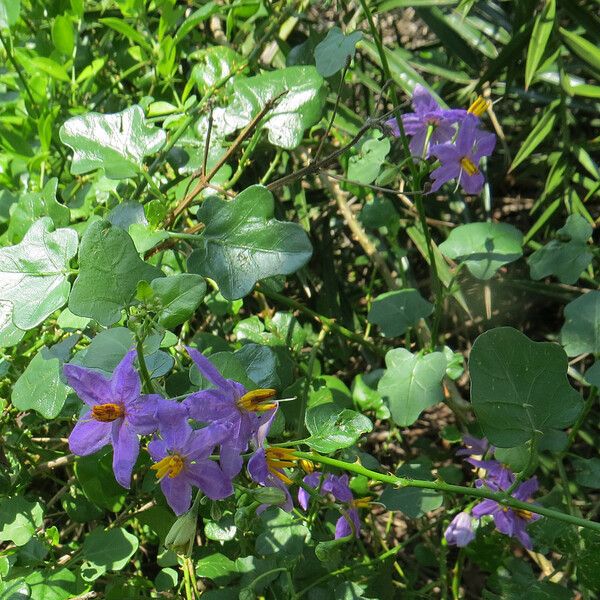 Solanum trilobatum Květ