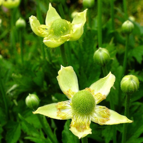 Anemone virginiana Flower