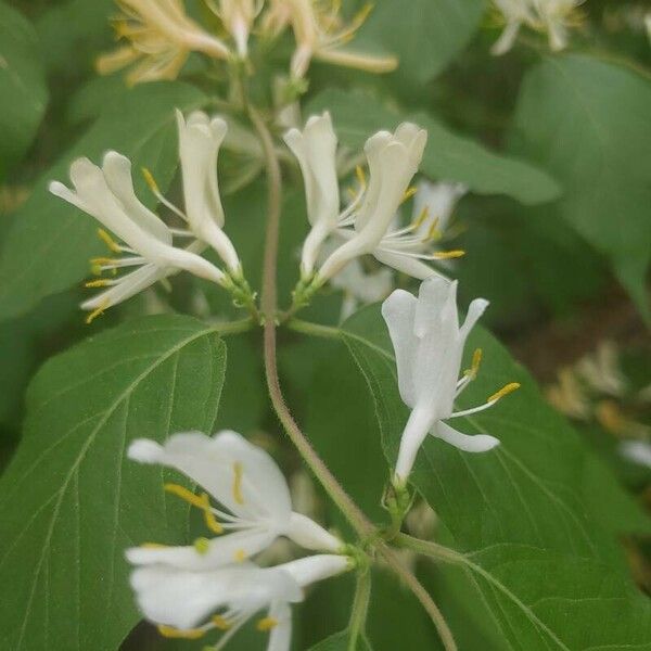 Lonicera maackii ফুল