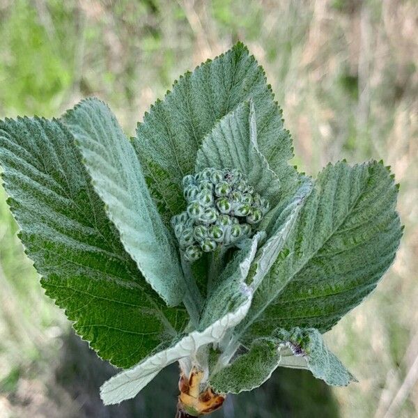 Aria edulis Blad