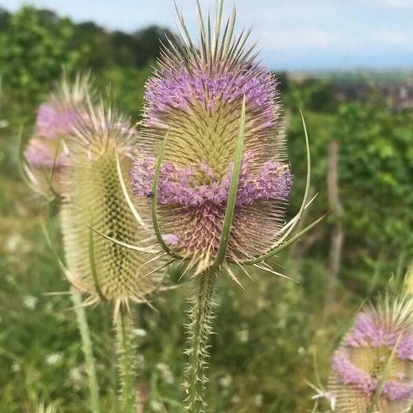 Dipsacus fullonum Flor