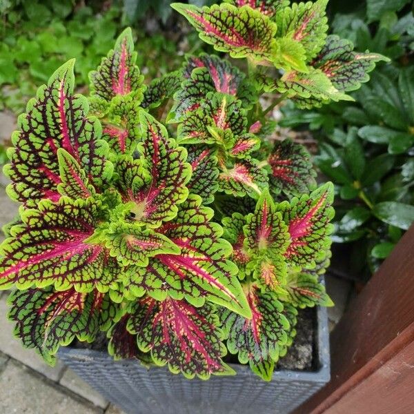 Plectranthus scutellarioides Blad