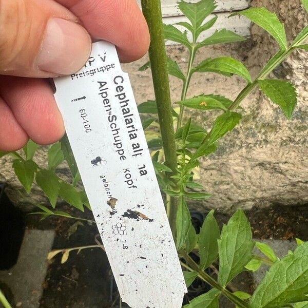 Cephalaria alpina 其他