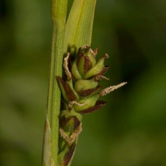 Carex vaginata Fruit