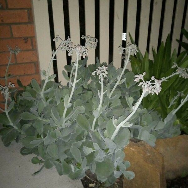 Cotyledon orbiculata برگ