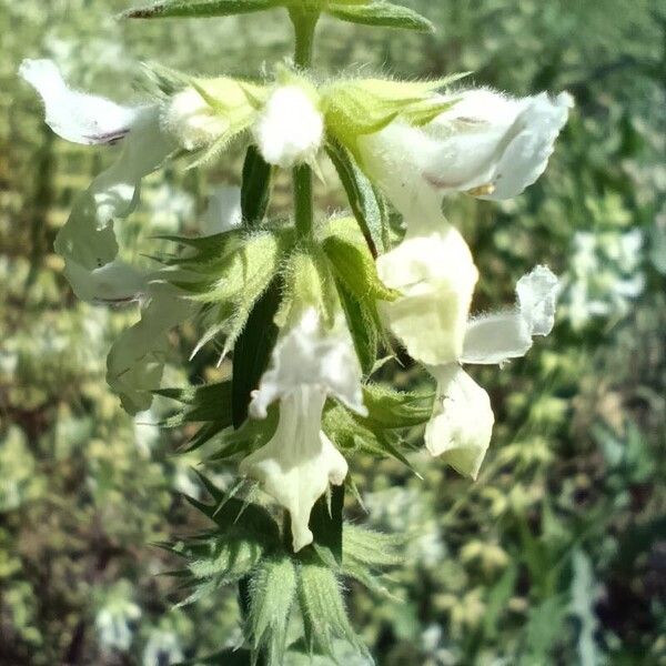 Stachys annua Õis