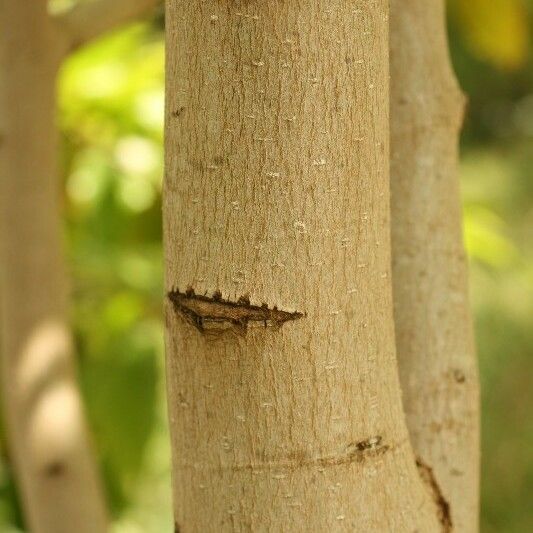 Michelia champaca Bark