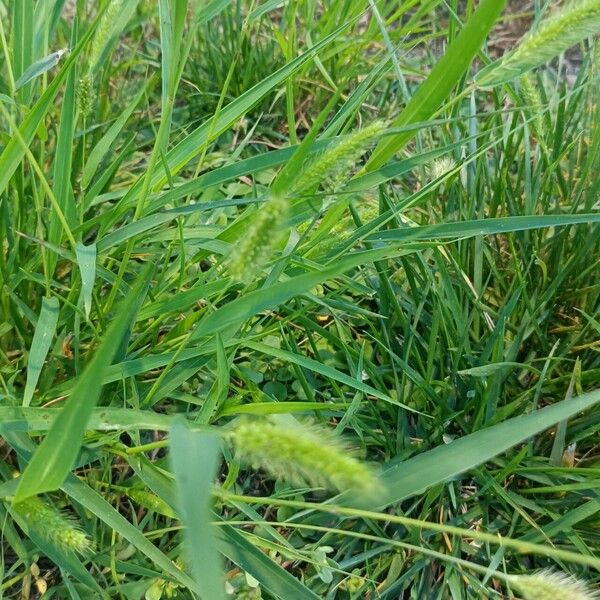 Setaria viridis Leaf