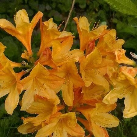 Rhododendron calendulaceum Žiedas