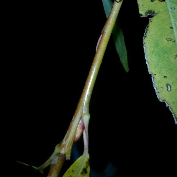 Salix purpurea Õis