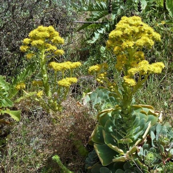 Aeonium aureum Hábito