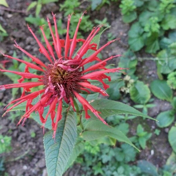 Monarda didyma Flower