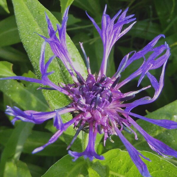 Centaurea montana Flower