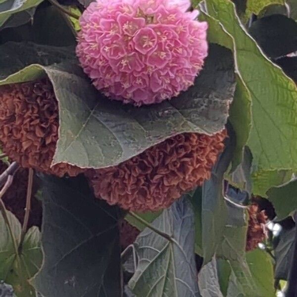 Dombeya wallichii Flors