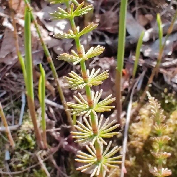 Equisetum pratense Leht