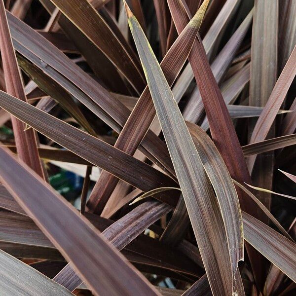 Cordyline australis ഇല