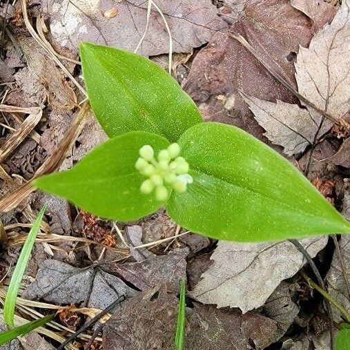 Maianthemum canadense Blad