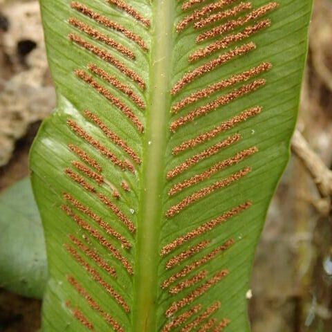 Asplenium africanum 葉