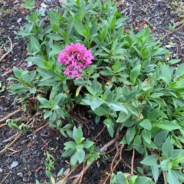 Valeriana lecoqii Flor