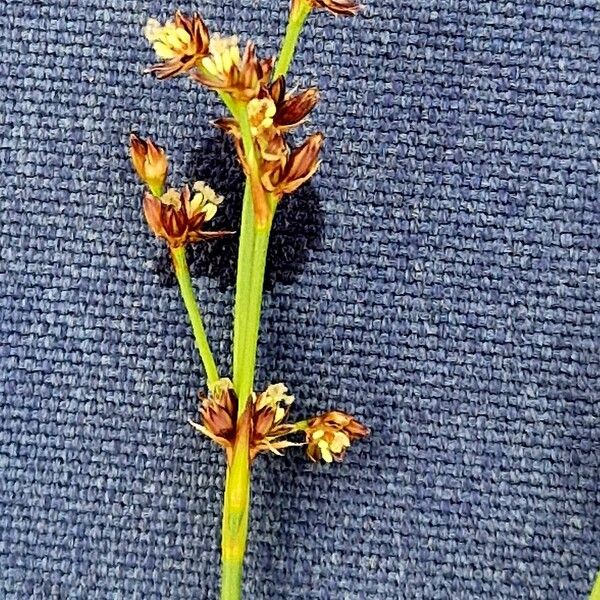 Juncus alpinoarticulatus Kwiat