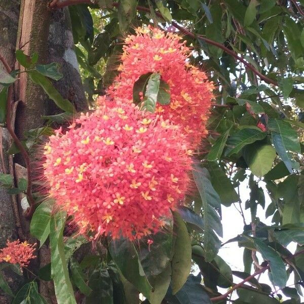 Saraca indica Flower