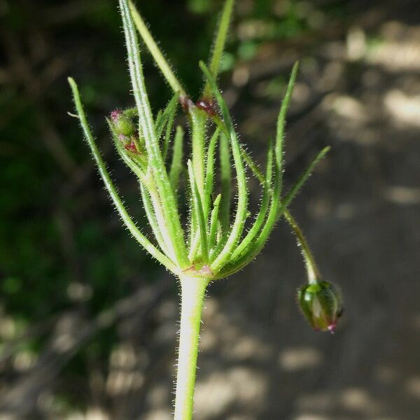 Spergula arvensis Fuelha