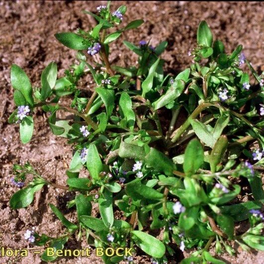 Myosotis sicula Συνήθη χαρακτηριστικά