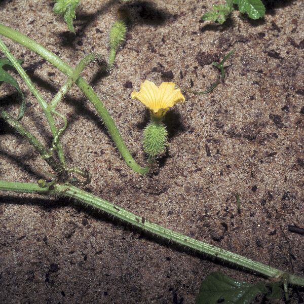 Cucumis anguria Yeri