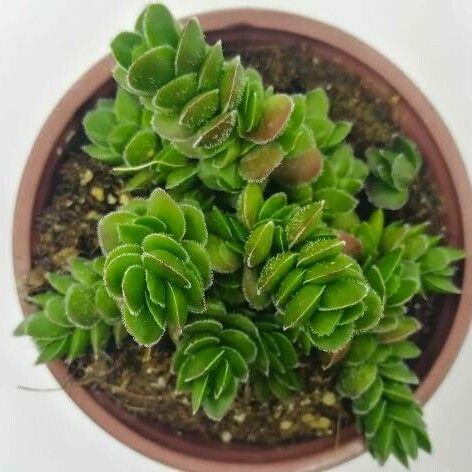 Crassula lanuginosa Blatt