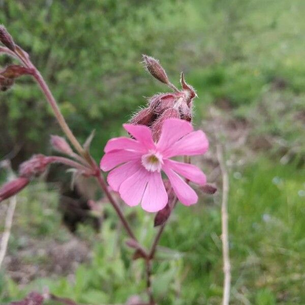 Silene dioica Flower