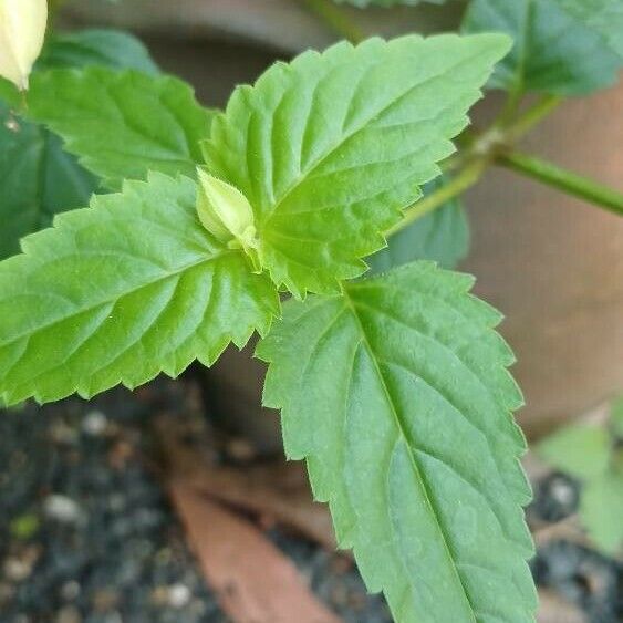 Torenia fournieri Leaf