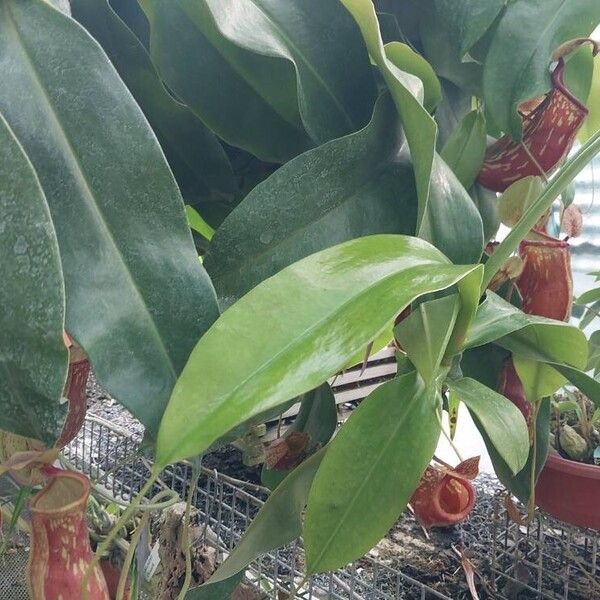 Nepenthes mirabilis Folha