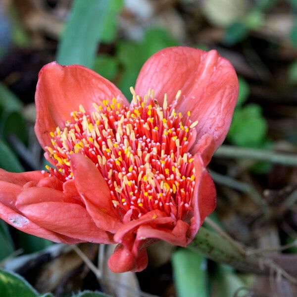 Haemanthus coccineus 花