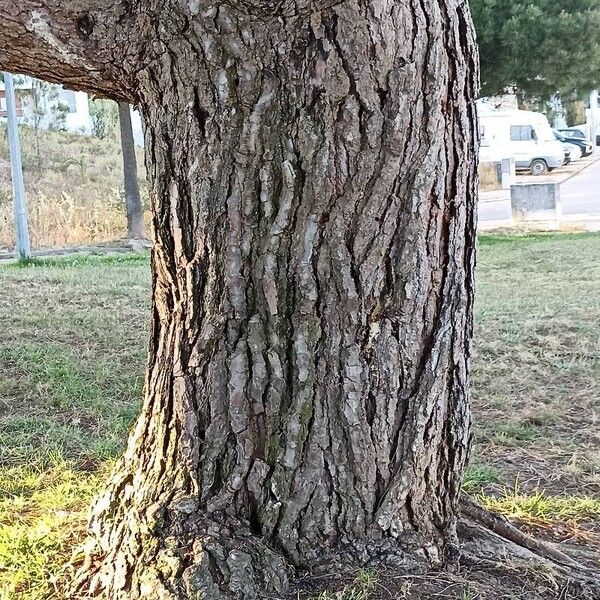 Pinus halepensis Bark