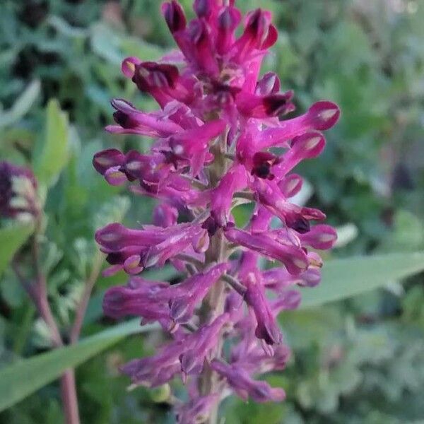 Fumaria officinalis Fleur