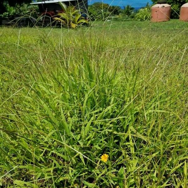 Paspalum conjugatum Tervik taim