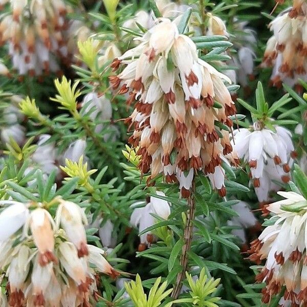 Erica erigena Flors